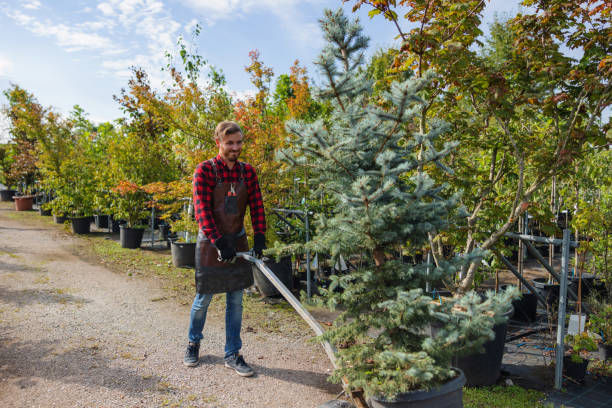 Best Dead Tree Removal  in USA